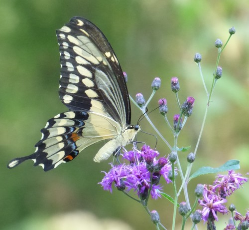 Eastern Giant Swallowtail, photo 4 of 10