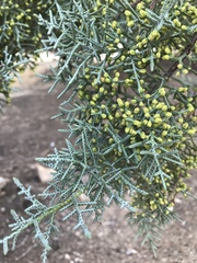 Cupressus nevadensis