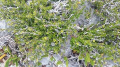 Strumpfia maritima