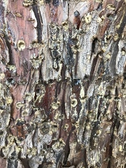 Cupressus nevadensis