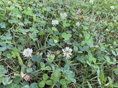 Trifolium repens