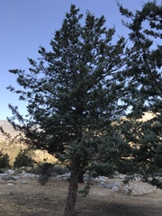 Cupressus nevadensis