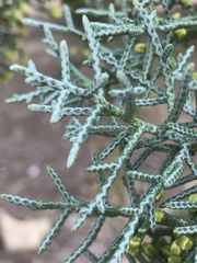 Cupressus nevadensis