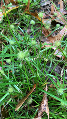 Cyperus brevifolioides