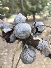 Cupressus nevadensis