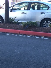 Aphelocoma californica