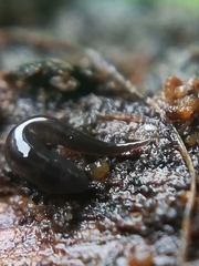 Rhynchodemus sylvaticus