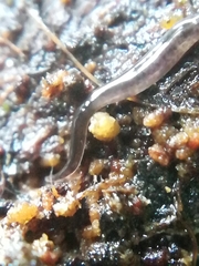 Rhynchodemus sylvaticus