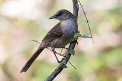 Mimus graysoni