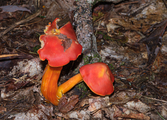 Coccineae