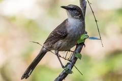 Mimus graysoni