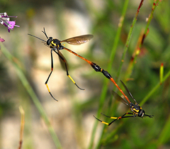 Systropus arizonicus