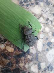 Scotobius pilularius