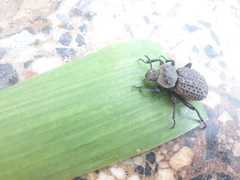 Scotobius pilularius