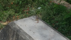 Leiocephalus personatus