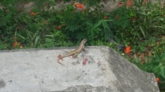 Leiocephalus personatus