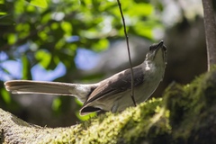 Mimus graysoni