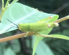 Gesonula punctifrons
