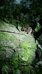 Eleutherodactylus inoptatus