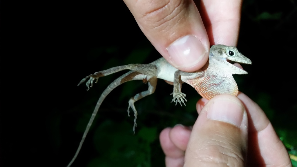 Red-Fanned Stout Anole