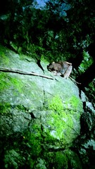 Eleutherodactylus inoptatus