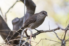 Mimus graysoni