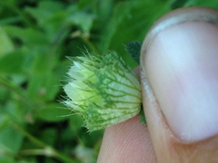 Trifolium cyathiferum