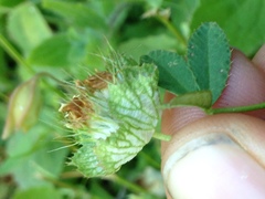 Trifolium cyathiferum