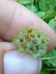 Trifolium cyathiferum