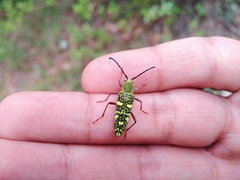 Ochraethes sulphurifer