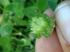 Trifolium cyathiferum