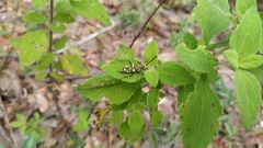 Ochraethes sulphurifer