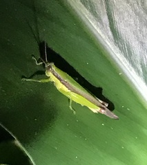 Gesonula punctifrons