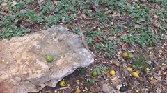 Leiocephalus personatus