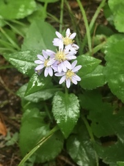 Symphyotrichum