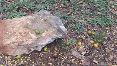 Leiocephalus personatus