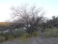 Prosopis flexuosa