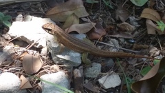 Leiocephalus personatus