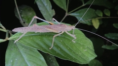 Eumecopterus incisus