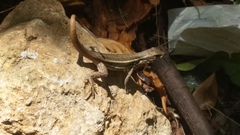 Leiocephalus personatus