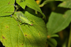 Oecanthus varicornis