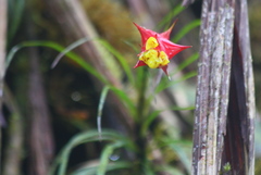 Guzmania