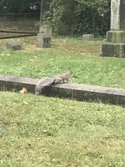 Sciurus carolinensis