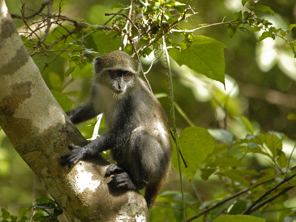 yellow moon 、blue monkey mix dwarf Blue Monkey (Cercopithecus mitis) · iNaturalist