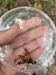 Eriotremex formosanus