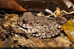 Oreobates quixensis