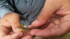Anolis olssoni