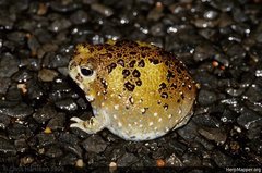 Crucifix Toad photo 3