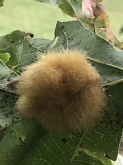 Callirhytis infuscata