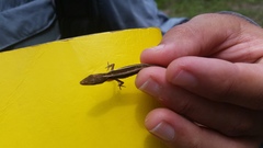 Anolis olssoni